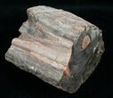 Petrified Wood Limb Slice - Madagascar #4352-1